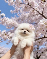 在北京房山的博美犬舍，小体博美，正规博美宠物基地，可选只数多