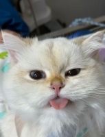 摸到猫咪胸口硬块吓哭，当医生捏了两下后，一人一猫当场石化