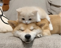 宠物险马上买马上生效吗？一文看懂微保宠物险何时能用