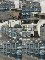 上海正规宠物猫狗交易市场？这里自家繁育基地繁育欢迎上门挑选