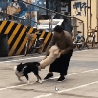 “两只狗狗被连在一起了！怎么帮它们分开？”朋友，快住手……