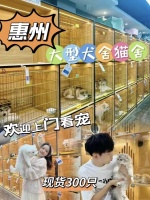 惠州买猫咪去哪里比较好，健康可溯售后有保障这家宠物店让你买的安心。