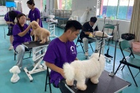 宠物美容师入行指南，普通人从0到1经验分享