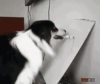 狗狗智商排名 狗的智商排名