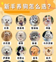 探索所有大型宠物狗种类（宠物世界里的巨无霸们）