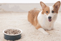 易代宠物用品招商加盟