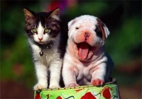 宠爱说宠物招商加盟