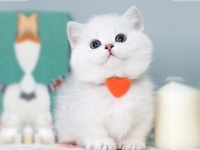 2026年上海宠物猫狗售卖公司推荐：聚焦蓝金加白拿破仑、矮脚蓝白等宠物售卖特色解析