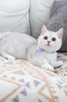 浙江布偶猫、福建拿破仑门店及多地宠物养护与购买指南