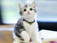 上海购买金加白拿破仑、蓝金加白拿破仑、矮脚蓝白及德文猫的优质渠道推荐