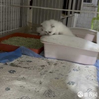 [长毛猫批发]超萌猫咪宝贝上线价格800元/只