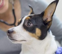 国内国际宠物托运公司天眼