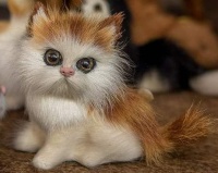 国际宠物托运公司有哪些公司