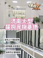 济南哪里能买到宠物，这里同城实体老店宠物健康源头看得见。