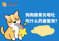 紧急收藏！狗狗肠胃炎呕吐吃什么药最管用？