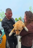 宣城高铁站流浪狗“黄站长”受伤，多位出租车司机自发捐款救治，救助者：它是“团宠”，高铁站工作人员也捐了钱