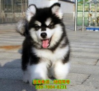 荆州哪里有狗场，哪里有宠物店、宠物狗