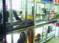 宠物春节入托要看店家脸色 价格猛涨一铺难求