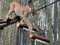 猞猁喜迁新居~过程可不容易噢