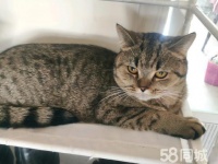 朝阳双塔客运站宠物赠送/领养电话