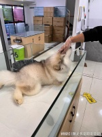 武汉可以现场挑选猫狗的宠物基地推荐！