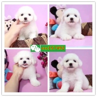 抚顺市区哪里有狗卖、抚顺哪里有宠物店