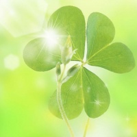 12宠物车跳远大赛