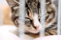 宠物送终路上的“坎”