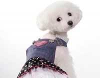 南航宠物托运流程