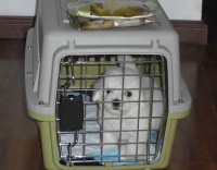 航空公司托运宠物流程图