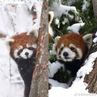 我是小熊猫，大熊猫脱离濒危，我却快要灭绝了