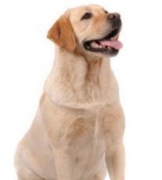 死神的宠物托运