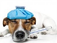 长沙开福宠物医疗