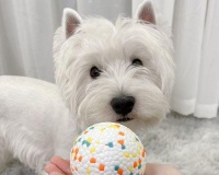 宠物狗喘气不断怎么办（让您的爱犬远离喘气烦恼）