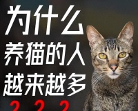 经济越发达，养猫的人越多！你养的宠物，正暴露了你活得有多累？