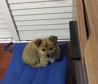 何为宠物狗? 只要被宠爱有佳的狗狗都是宠物狗, 你说对吗?