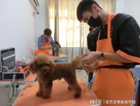 学宠物美容培训技术大概多少钱_费用