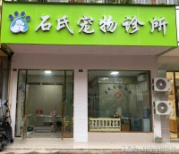 龙泉宠物医院—金毛犬右耳血肿 保守放血治疗科普