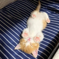 “看着熟睡の猫咪，是一场治愈旅行！”|宠爱国际动物医院