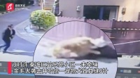 未牵绳金毛突然暴起，撕咬柯基犬导致缝合6针，主人急寻肇事犬主人