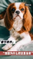 动物医院迎首批寄养萌宠，查理王小猎犬饭团安然入睡
