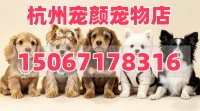 2026上新：行业内买可卡布,买长毛腊肠犬门店推荐盘点