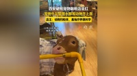 西安硬核宠物咖啡店走红，宠物牛与狐狸、水豚等动物齐上岗，店主：动物均轮休，基地疗养很科学