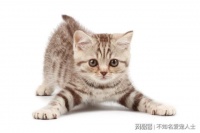 大学为什么不让在宿舍养宠物，原因居然是这样...