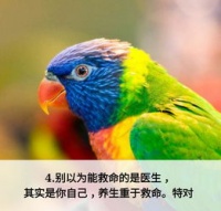宠物头像分享：鹦鹉情侣头像干货！