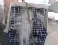 宠物托运电话查询