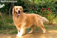 【养宠经验分享】金毛拉稀会死吗？金毛拉肚子不吃饭怎么办