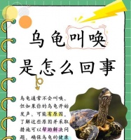宠物豹龟拉肚子了怎么办（细心呵护）