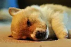揭秘:主人亲眼目睹宠物安乐死全过程,发现安乐死并不快乐!图片
