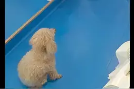 主人给17岁贵宾犬安乐死,它目不转睛看了家人很久很久,太诛心!图片